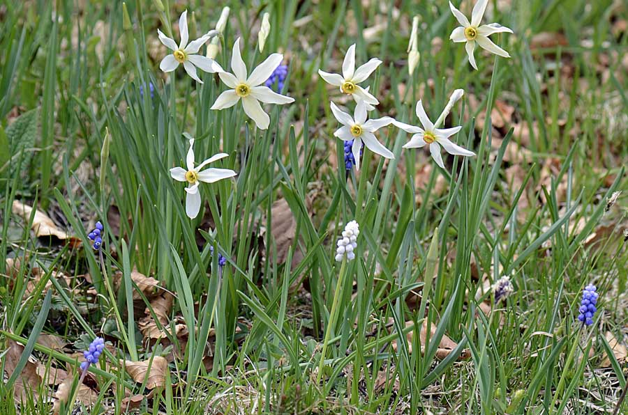 Muscari botryoides, albino